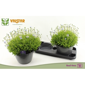 FELI AM FELICIT BLUE