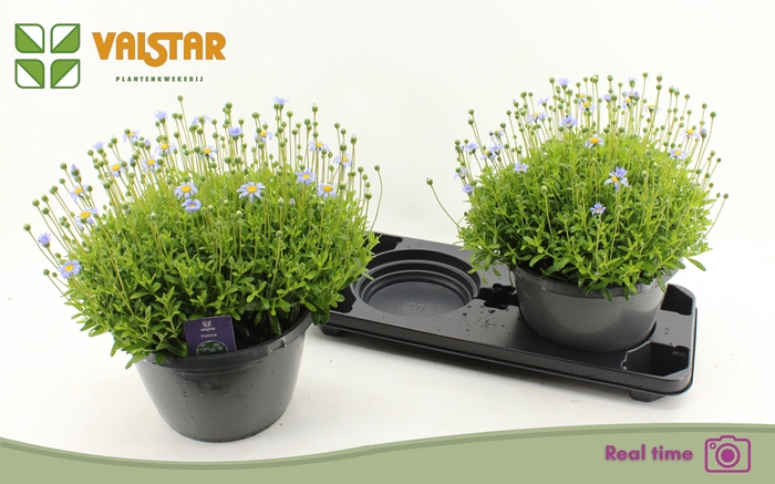 <h4>FELI AM FELICIT BLUE</h4>