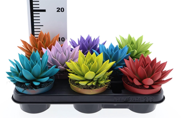 <h4>Echeveria  'Miranda'</h4>