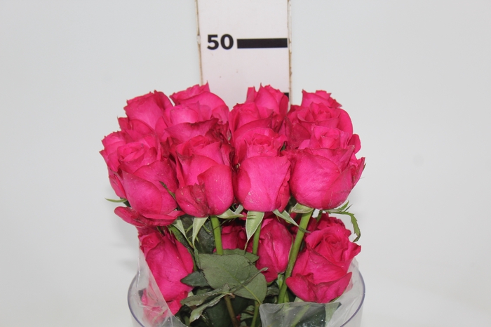 <h4>ROSA IVY 040 CM ESTUFA</h4>