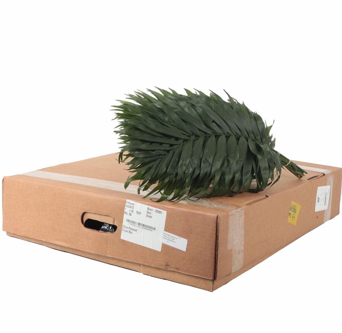 <h4>Chico Premium</h4>