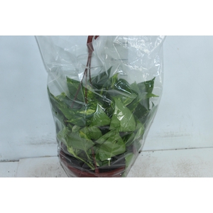 JIBOIA VERDE C21 PENDENTE
