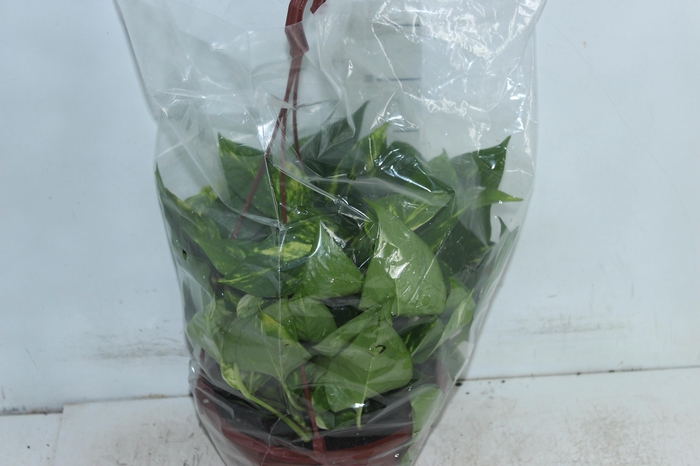 <h4>JIBOIA VERDE C21 PENDENTE</h4>