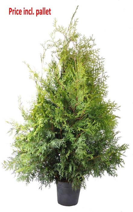 <h4>Thuja occ. Brabant, plantmaat 120-140 cm - Rondgestoken - PALLET</h4>