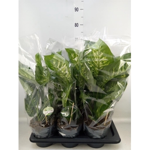 Dieffenbachia seg. 'Reeva'