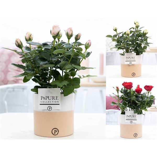 <h4>Rosa gemengd in P&PURE Rosy ceramics</h4>