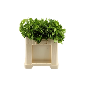 Hedera Bp