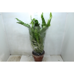 ASPLENIUM OSAKA CRESPO P24