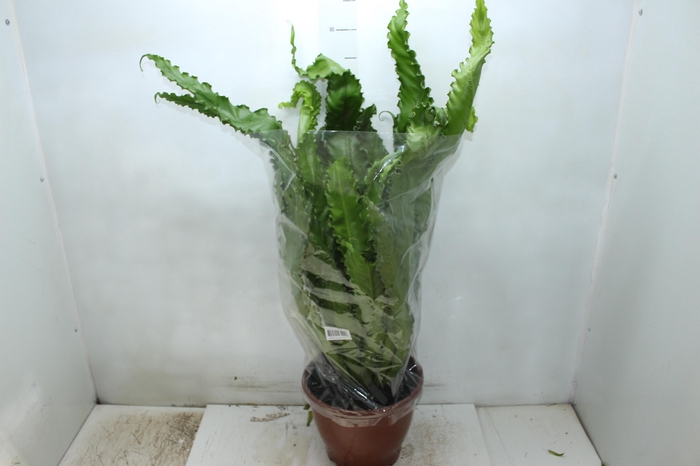 <h4>ASPLENIUM OSAKA CRESPO P24</h4>