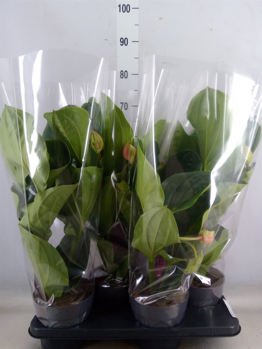 <h4>Medinilla magnifica 'Flamenco'</h4>