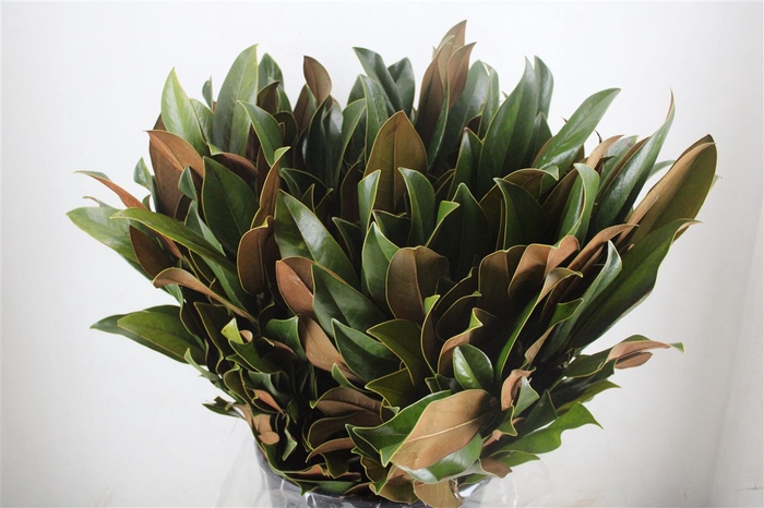 Magnolia Leaves P Bunch