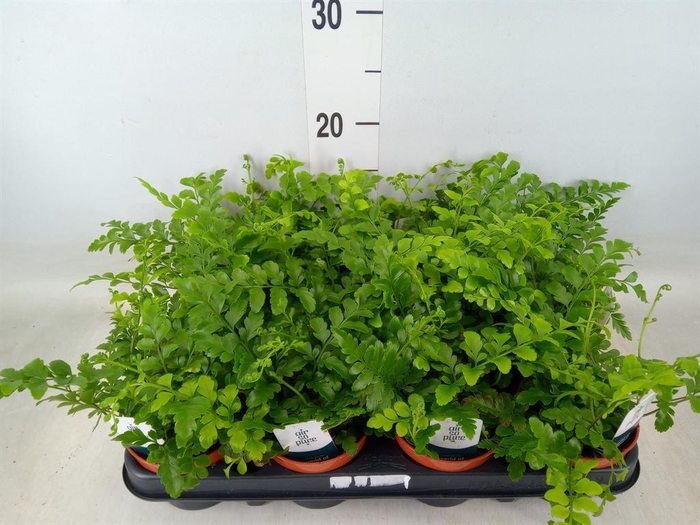 <h4>Asplenium  'Parvati'</h4>