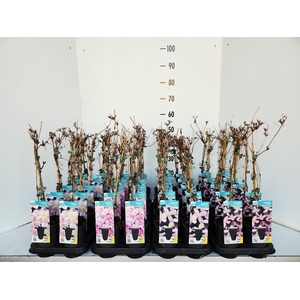 Clem Montana Mixk 1 Kleur Per Tray