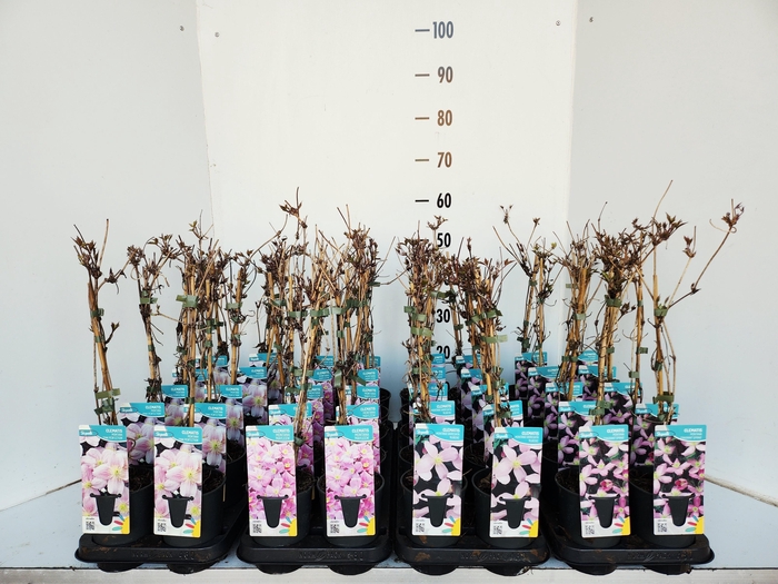 <h4>Clem Montana Mixk 1 Kleur Per Tray</h4>