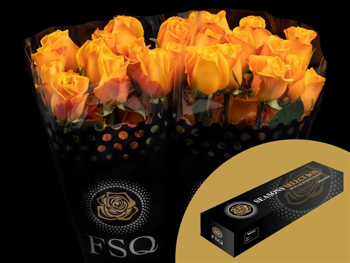 <h4>R GR Aloha Box</h4>