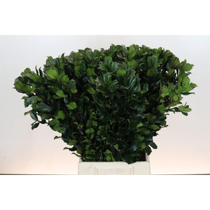 Ilex Meserveae Blue Prince