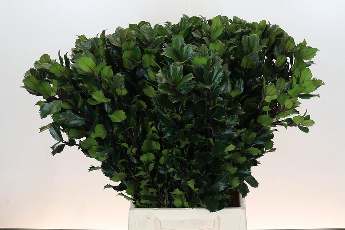 <h4>Ilex Meserveae Blue Prince</h4>