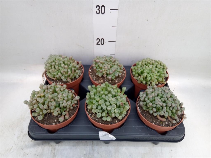 <h4>Succulents   ...</h4>