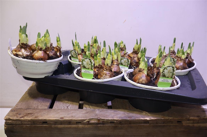 <h4>arr8 Narc D Bridal Crown</h4>