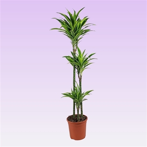 Dracaena lemon lime 90-60-30 140cm