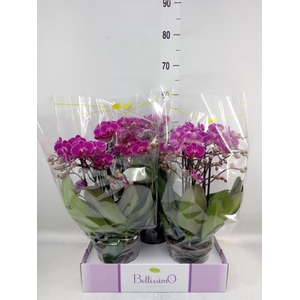 Phalaenopsis multi.   ...lilac