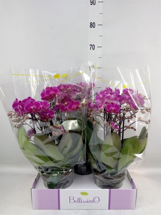 <h4>Phalaenopsis multi.   ...lilac</h4>
