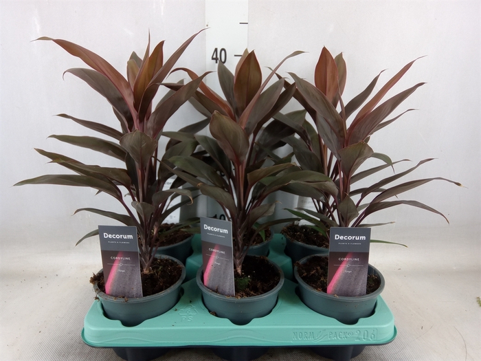 <h4>Cordyline fruti. 'Tango'</h4>