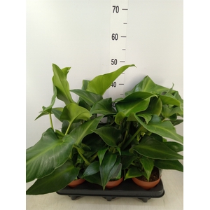 Philodendron   ...
