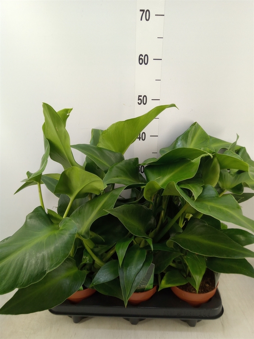 <h4>Philodendron   ...</h4>