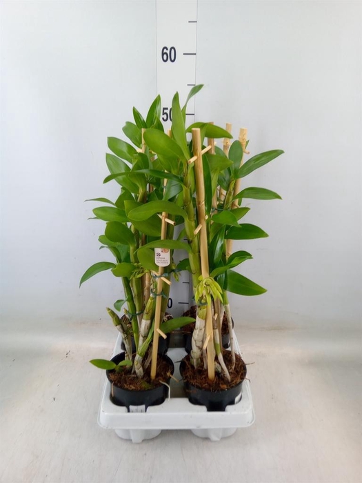 <h4>Dendrobium   ...</h4>
