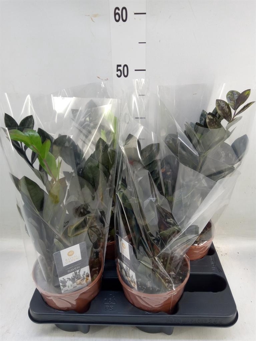 <h4>Zamioculcas zamiifolia 'Dowon'</h4>