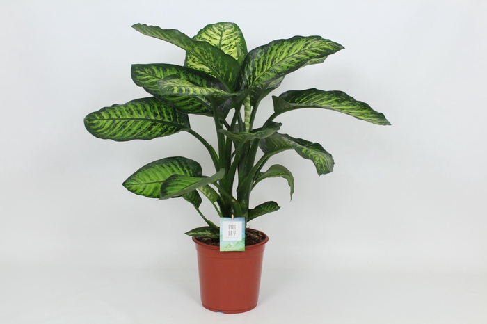 <h4>Dieffenbachia Maroba</h4>