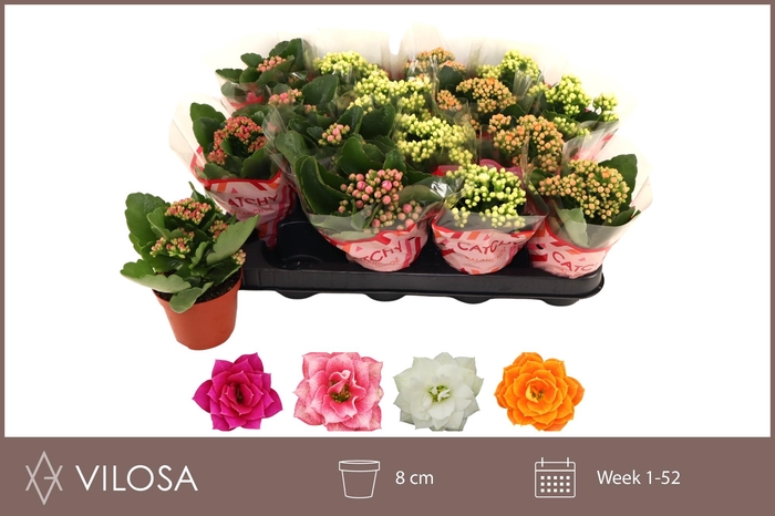 <h4>KAL GE GEM 4 KL</h4>