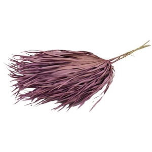 Bunch Chamaerops 10 Pcs Slv L70