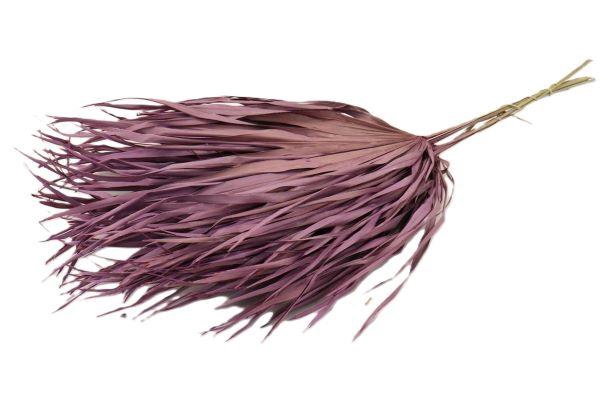 Bunch Chamaerops 10 Pcs Slv L70