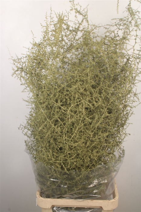 Asparagus Salv. Metal Olive