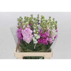 Matthiola Iron Rainbow Mix