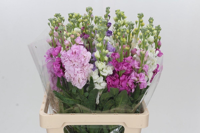 <h4>Matthiola Iron Rainbow Mix</h4>
