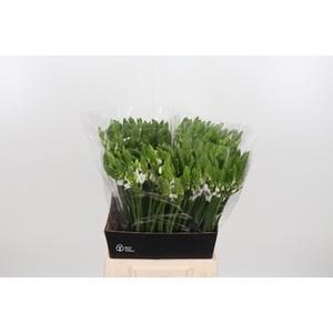 Ornithogalum Thyrsoides