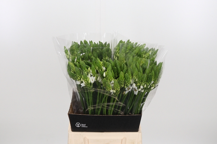 <h4>Ornithogalum Thyrsoides</h4>