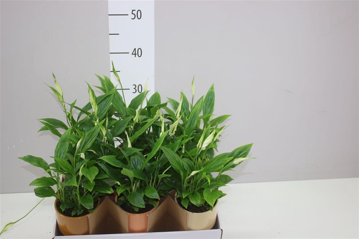 <h4>Spathiphyllum Chopin Keramiek</h4>