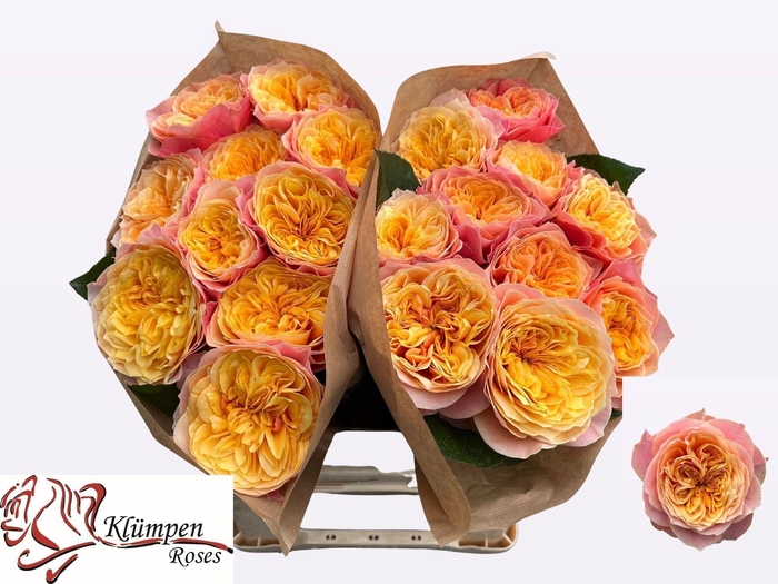 <h4>Rs gr Kensin Gardens</h4>