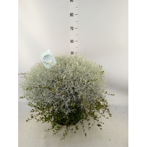 Leucophyta brownii 'Silvercalos'