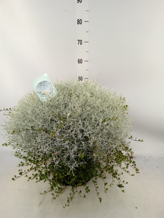 <h4>Leucophyta brownii 'Silvercalos'</h4>