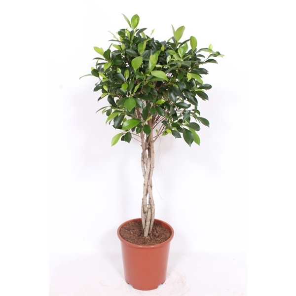 <h4>Ficus Nitida</h4>