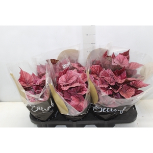 BEGONIA BELEAF INCA FLAME P15 PO