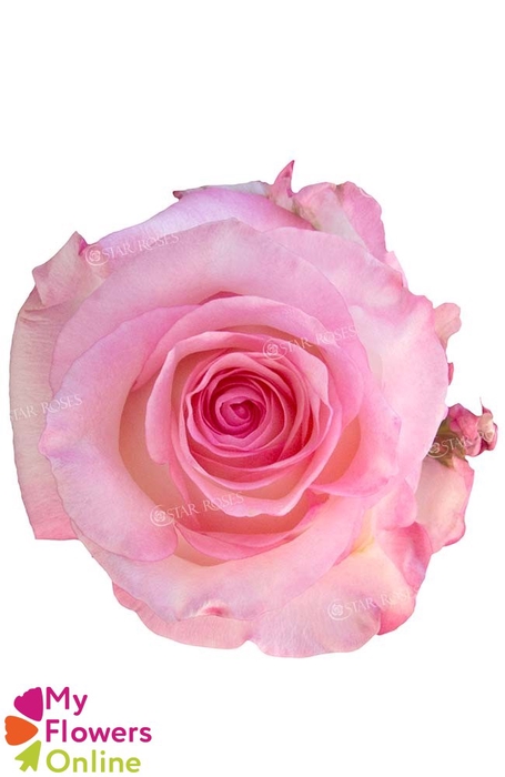 <h4>R Gr Boulevard@ Pink 50cm EC</h4>