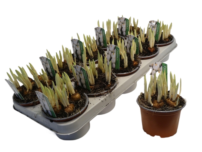 <h4>Crocus Jeanne D Arc</h4>