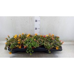 Portulaca   ...