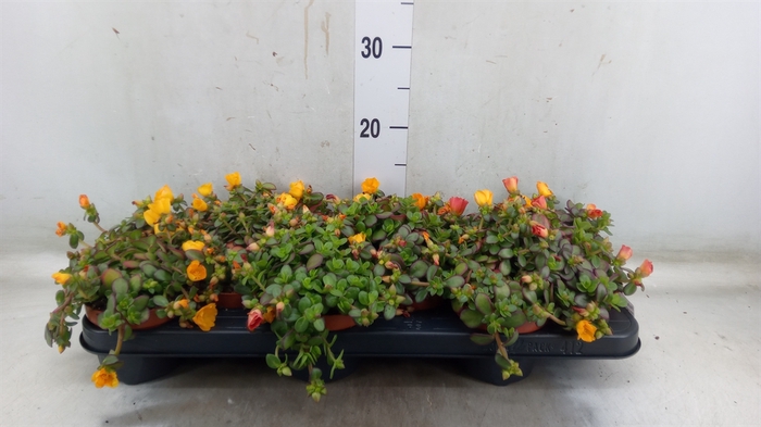 <h4>Portulaca   ...</h4>